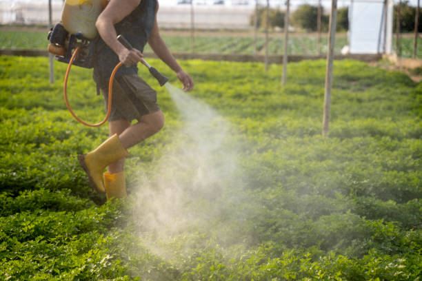 Best Pest Removal Services  in Lake Ridge, VA